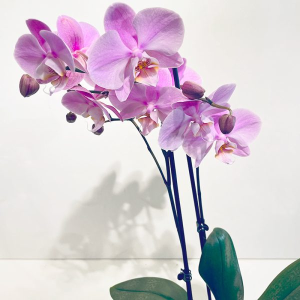 Orchidee phalaenopsis violette en pot