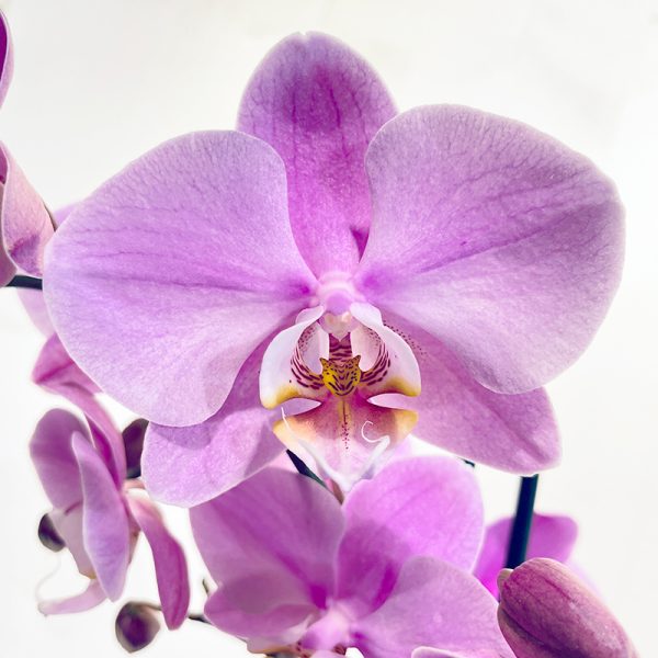 Orchidee phalaenopsis violette fleurs