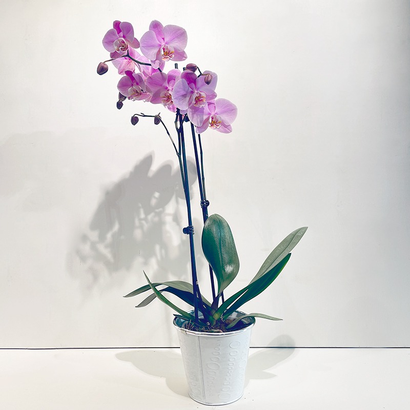 Orchidée Phalaenopsis Mauve Violet - Plante - Plus de Fleurs