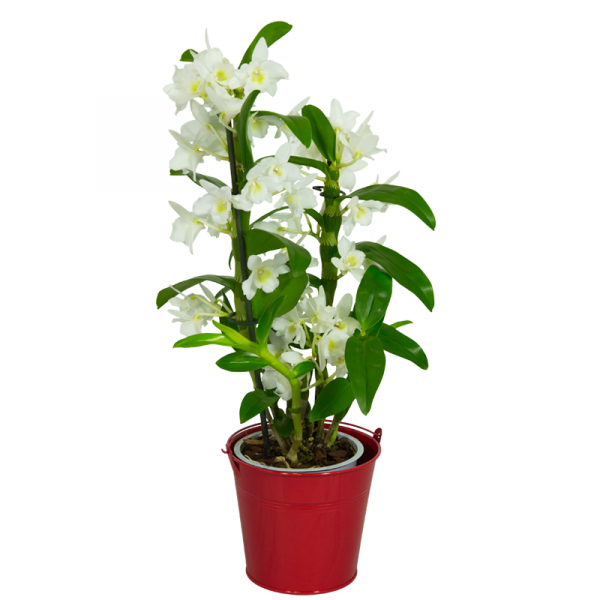 Orchidée Dendrobium Blanche  2 Plantes