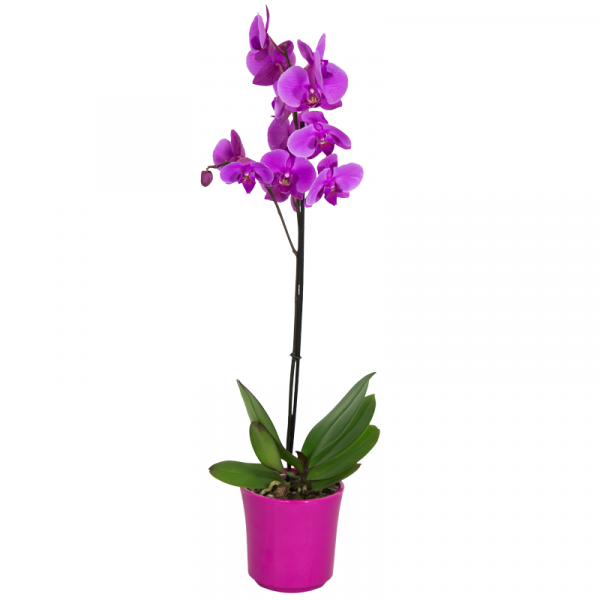 Orchidée Phalaenopsis Mauve Violet 2 Fleurs Petits Prix Plantes