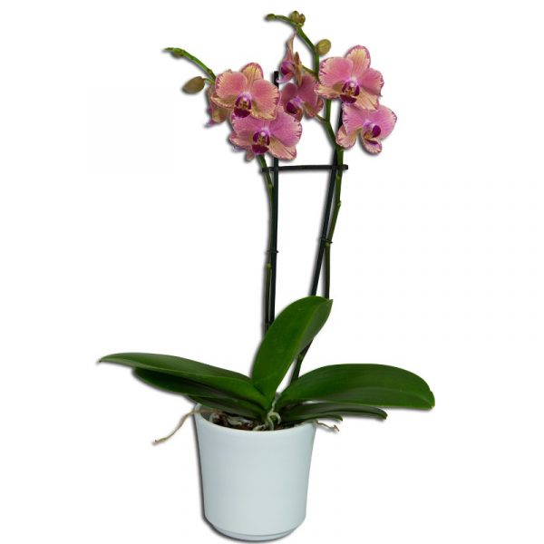 Orchidée Phalaenopsis Rose  2 Fleurs Petits Prix > Plantes