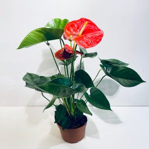 anthurium rouge en pot