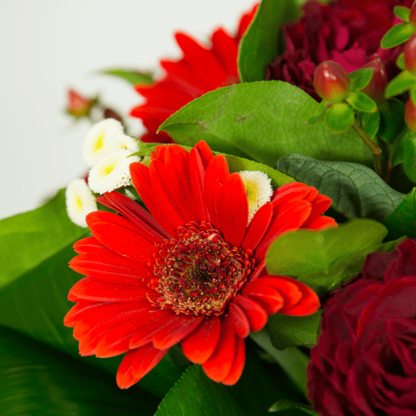ardente passion roses et germinis