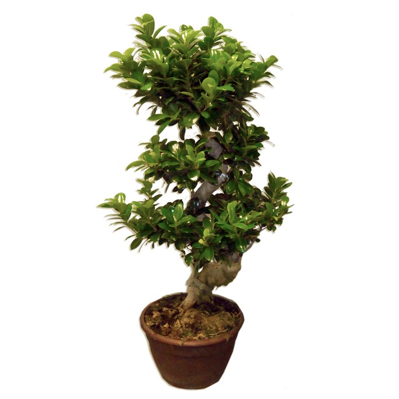 Ficus Ginseng Bonsaï Spécimen [rare] - Plante - Plus de Fleurs