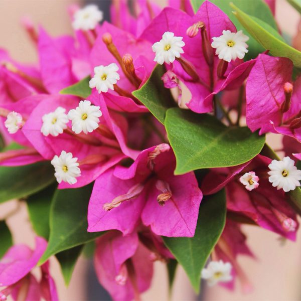 bougainvillier rose en fleurs