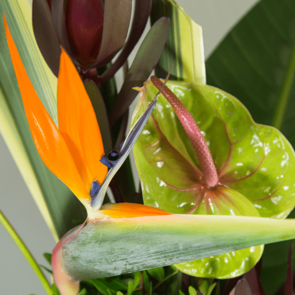 bouquet tropical arum