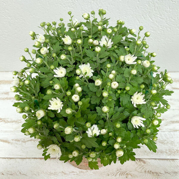 Chrysanthème blanc en pot pour la Toussaint