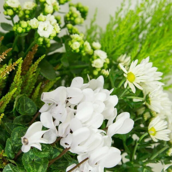 coupe de plantes blanches