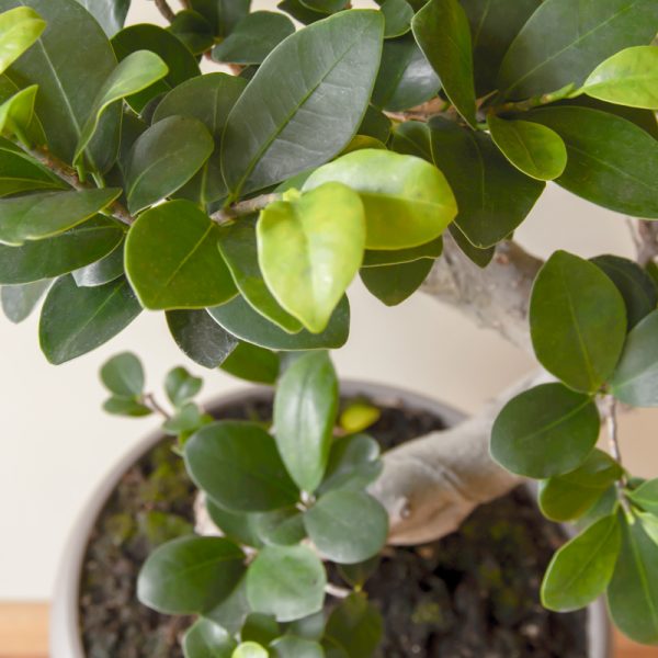 ficus ginseng bonsai