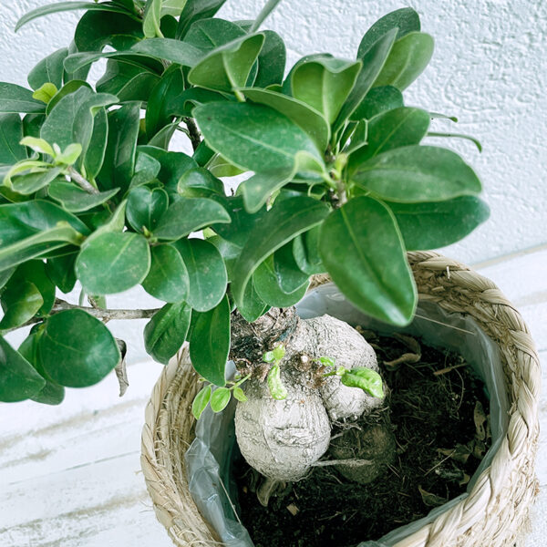 ficus ginseng bonsaï en pot