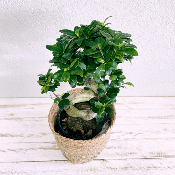 ficus ginseng bonsaï spécimen en pot