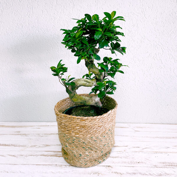 ficus ginseng bonsaï spécimen en pot