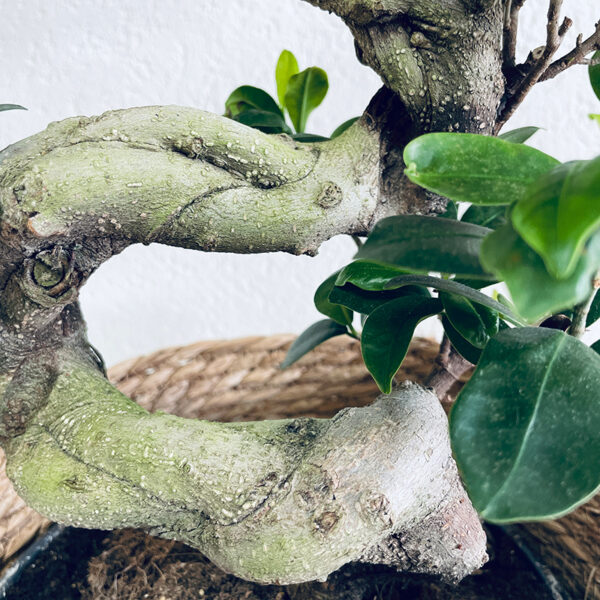 ficus ginseng bonsaï spécimen en pot