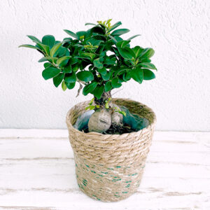 ficus ginseng bonsaï en pot