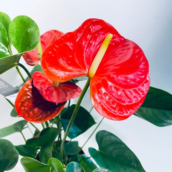 fleur d'anthurium rouge