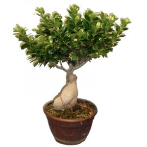 grand bonsai