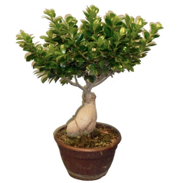 grand bonsai