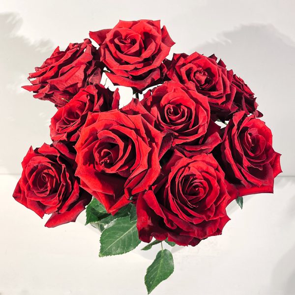 Grandes roses rouges à très gros boutons st valentin