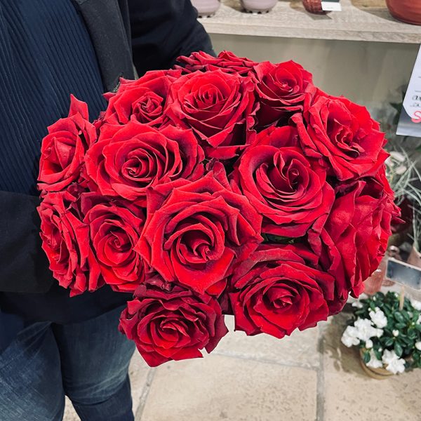 Grandes roses rouges à très gros boutons st valentin