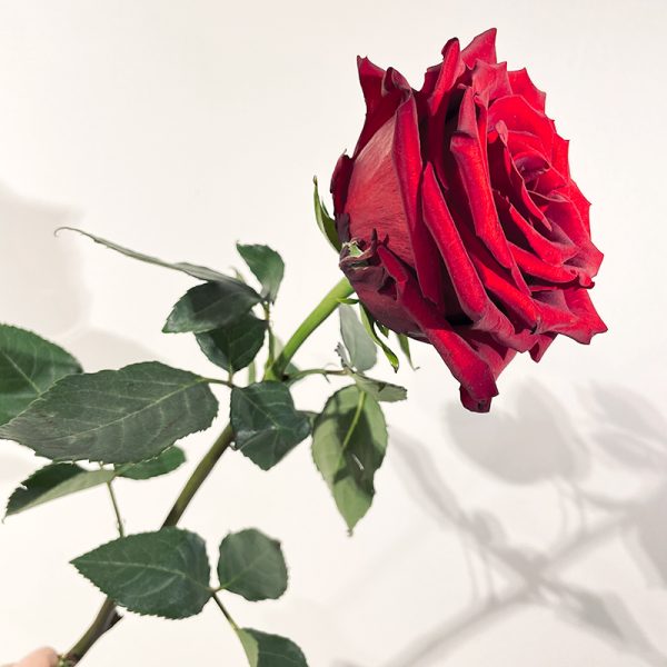 Grandes roses rouges à très gros boutons st valentin