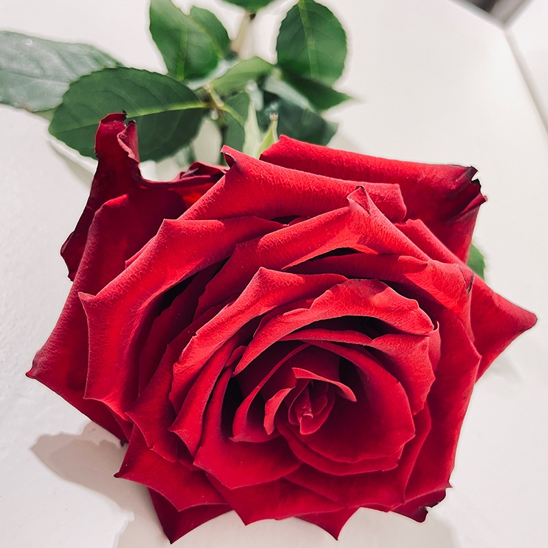 Grandes roses rouges à très gros boutons st valentin