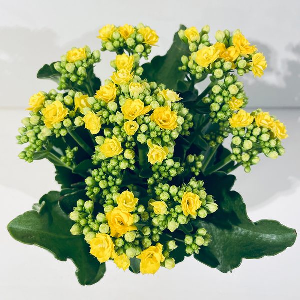 kalanchoe jaune