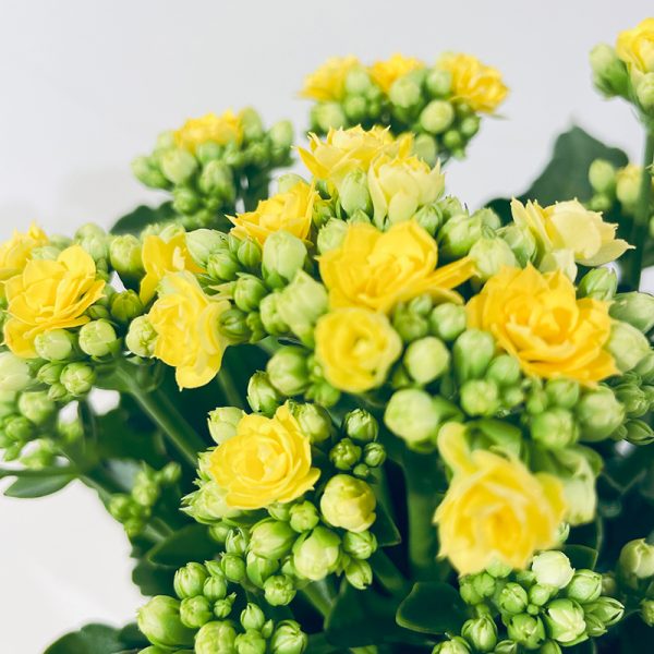 kalanchoe jaune fleurs