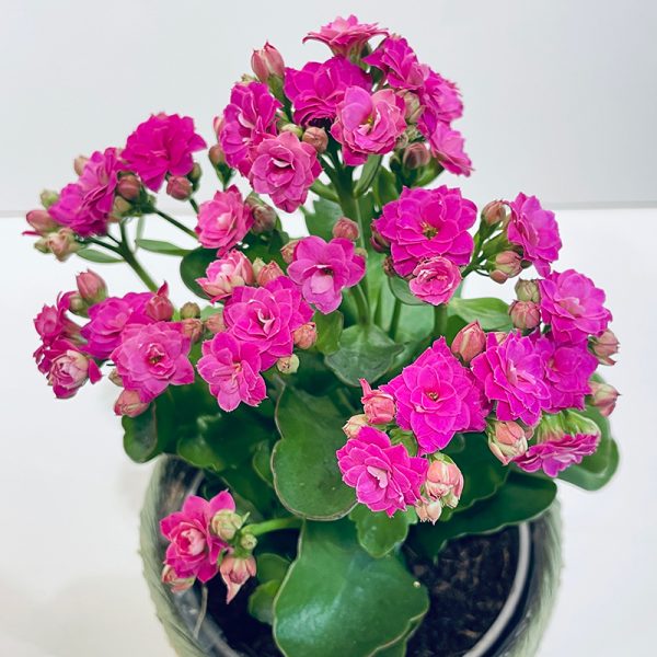 kalanchoe rose fuchsia livraison