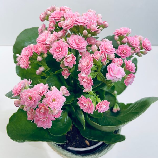 kalanchoe rose pale