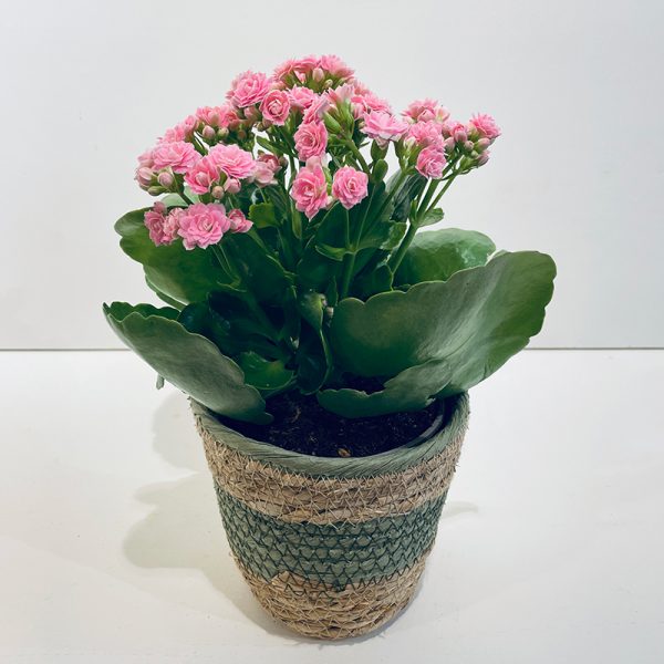 kalanchoe rose pale livraison