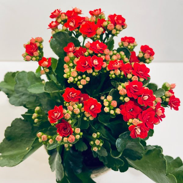 kalanchoe rouge