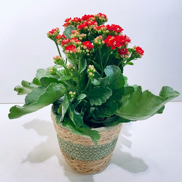 kalanchoe rouge cimetière