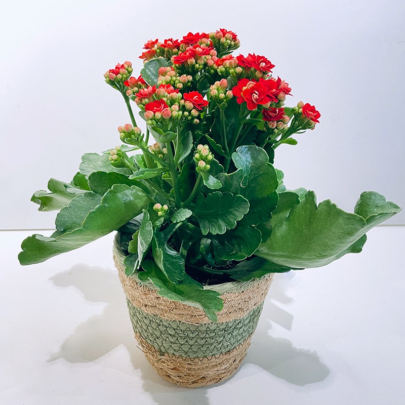 Kalanchoe rouge – Plante