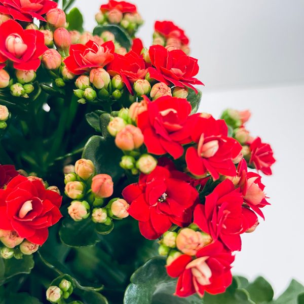 kalanchoe rouge fleurs
