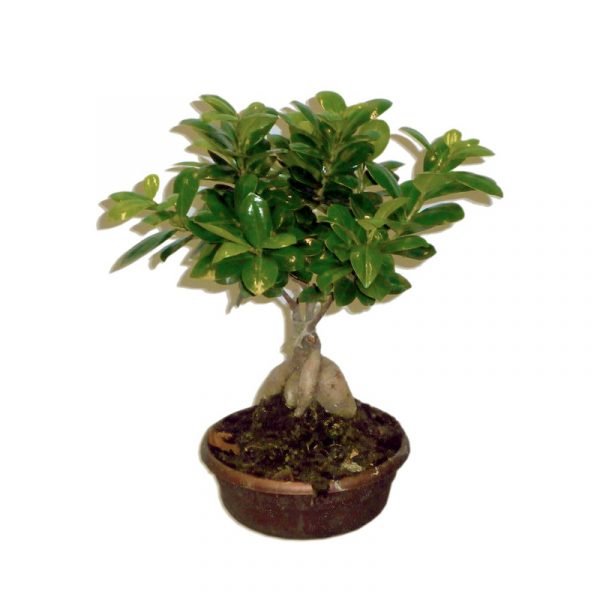 petit bonsai