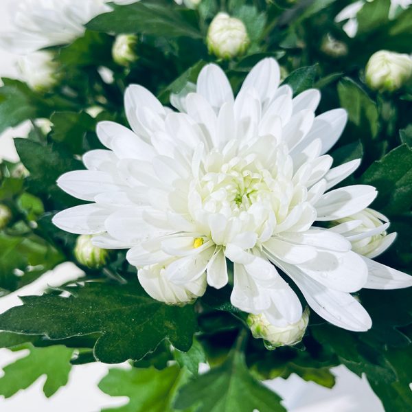 petit chrysanthème blanc fleurs