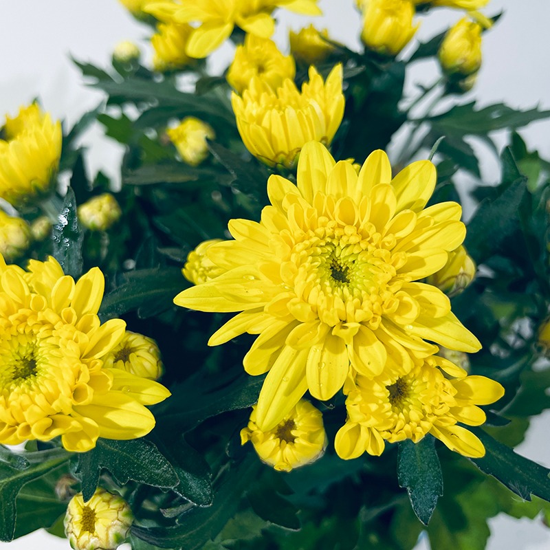 Chrysanthème jaune - Plante - Plus de Fleurs