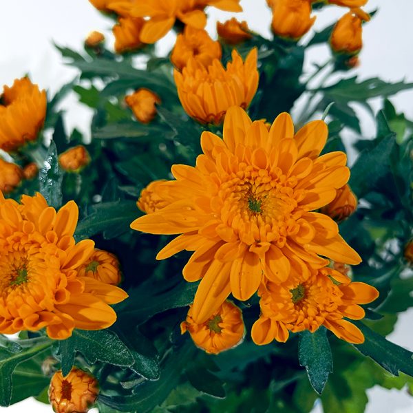 petit chrysanthème orange fleurs