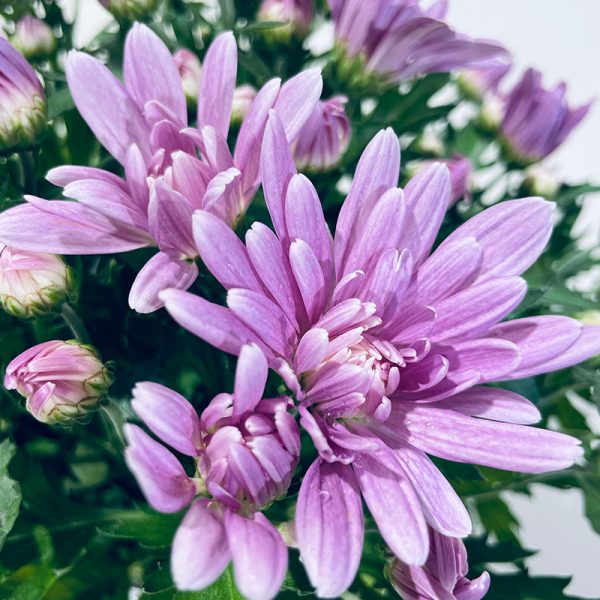 petit chrysanthème violet parme