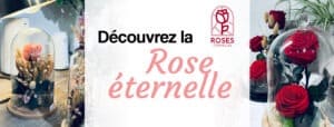 découvrez les roses éternelles