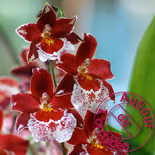 orchidee bura nelly
