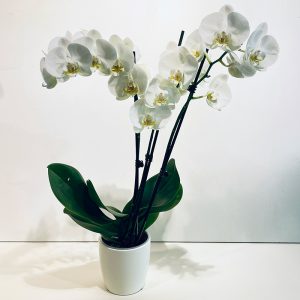 Orchidee phalaenopsis blanche tiges