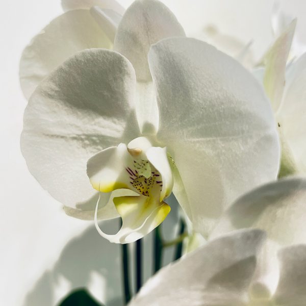 Orchidee phalaenopsis pure