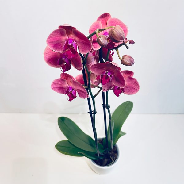 Orchidee phalaenopsis rose fleurs