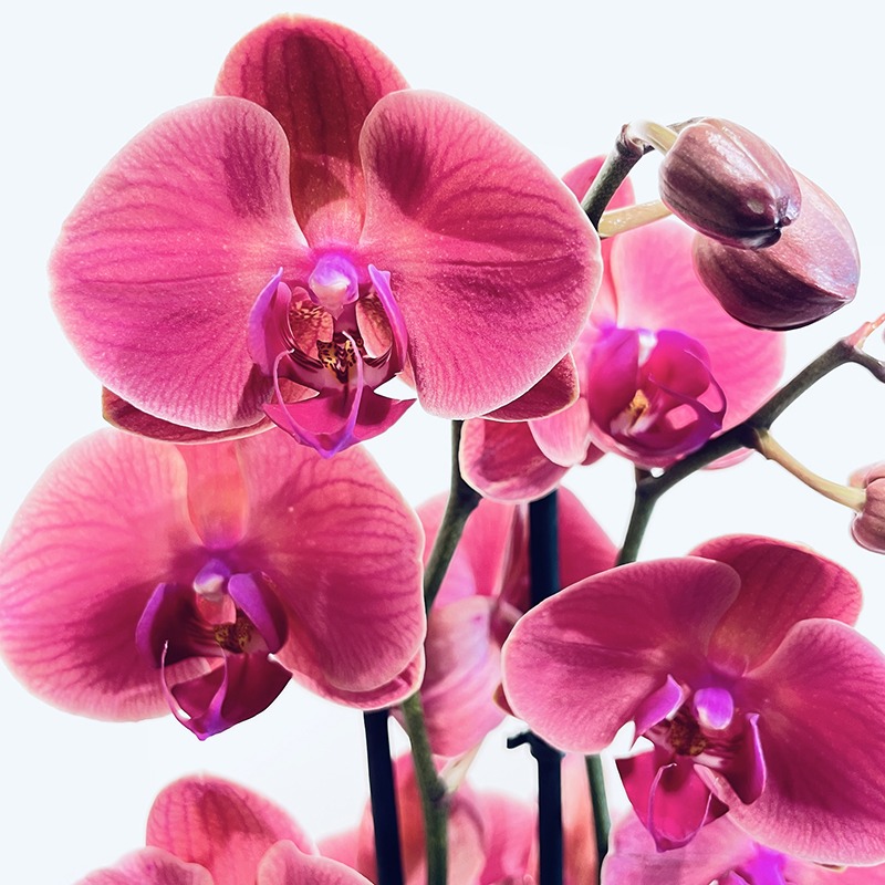 Orchidée Phalaenopsis Rose - Plante - Plus de Fleurs