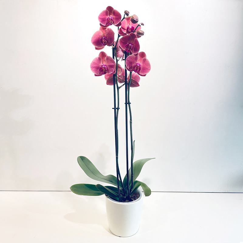 Orchidée Phalaenopsis Rose - Plante - Plus de Fleurs