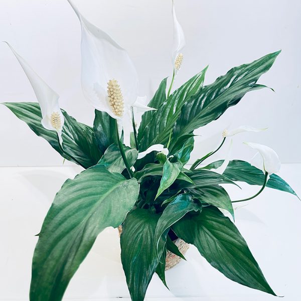 Spathiphyllum livraison en France