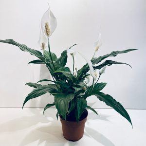 Spathiphyllum plante à livrer