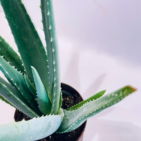 aloe vera d'interieur